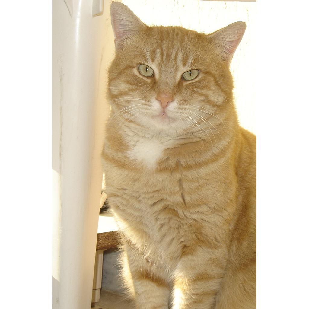 gato